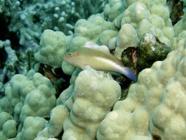 50 Arc-eye Hawkfish IMG 2346